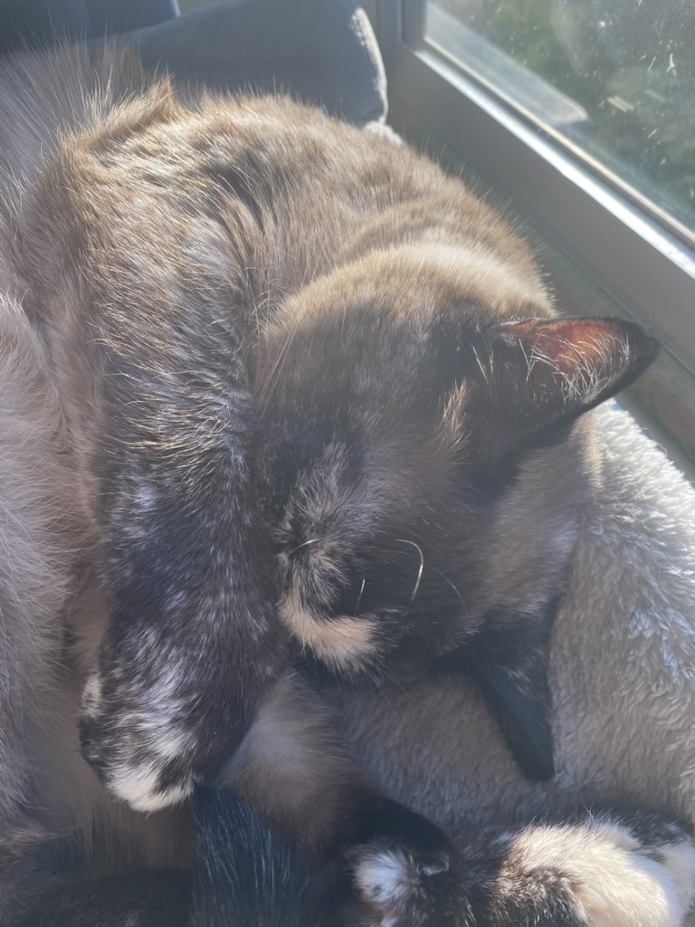 The Princess Freeloader